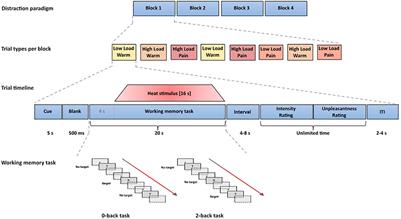 Better Executive Functions Are Associated With More Efficient Cognitive Pain Modulation in Older Adults: An fMRI Study